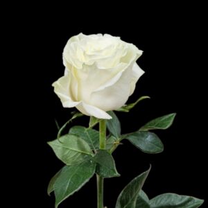 Rose 'Mondial'