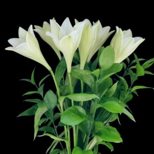 White lily bouquet