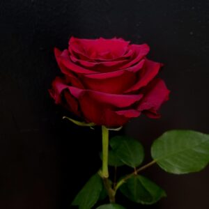 Rose 'Explorer'