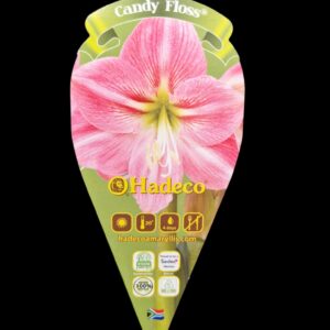Amaryllis 'Candy Floss