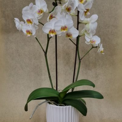 White Orchid